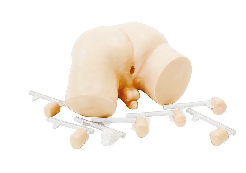 前列腺檢查模型